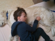 https://www.lemediasocial-emploi.fr/media/cache/resolve/articles_thumbnail/uploads/images/articles-small/5c07fa604990f_M%C3%A9diation-animale-Umanima.jpg